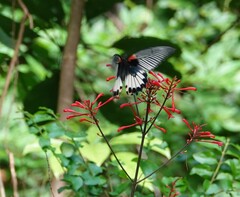 Papilio memnon