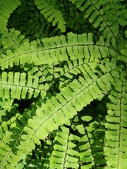 Adiantum pedatum