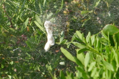 Cyrtophora citricola