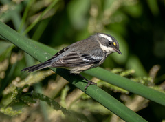 Setophaga nigrescens