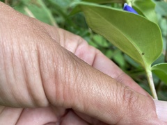 Gentiana