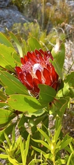 Protea obtusifolia