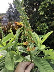 Crotalaria
