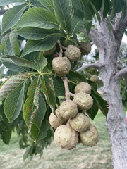Aesculus glabra