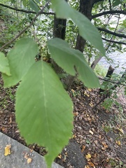 Ulmus rubra