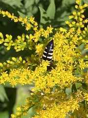 Bicyrtes quadrifasciatus