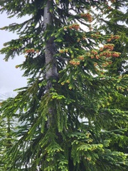 Abies amabilis
