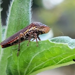 Paraulacizes irrorata