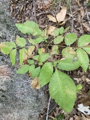 Melioides