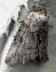 Abrostola urentis