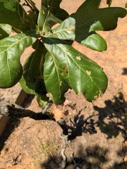 Quercus marilandica