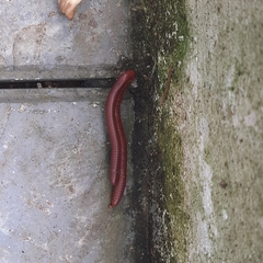 Trigoniulus corallinus