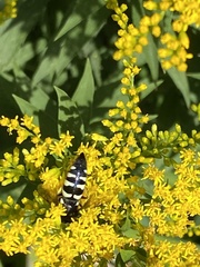 Bicyrtes quadrifasciatus