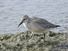 Calidris canutus