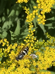 Bicyrtes quadrifasciatus