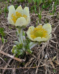 Pulsatilla occidentalis