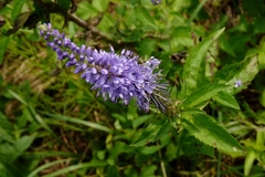Veronica longifolia