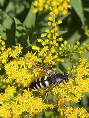 Bicyrtes quadrifasciatus