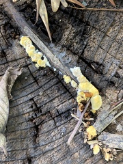 Gloeophyllum sepiarium