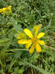 Silphium