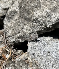 Trimerotropini