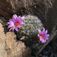 Mammillaria grahamii