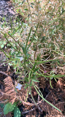 Epilobium ciliatum