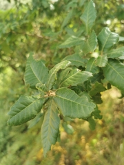 Quercus ilex