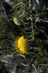 Leucospermum prostratum