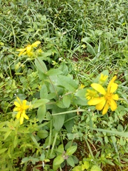 Silphium