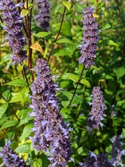 Agastache foeniculum