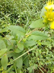 Silphium