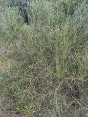 Cytisus scoparius
