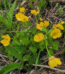 Ranunculus eschscholtzii