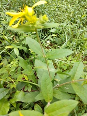 Silphium