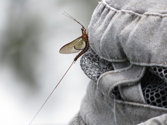 Ephemeroptera