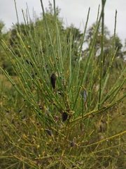 Cytisus scoparius