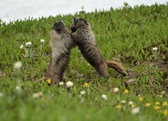 Marmota caligata