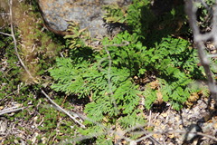 Selaginella lepidophylla