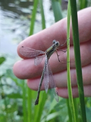Lestes