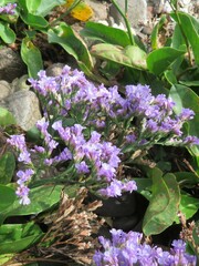 Limonium vulgare