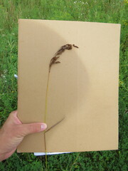 Echinochloa muricata