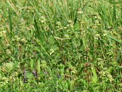 Monarda fistulosa