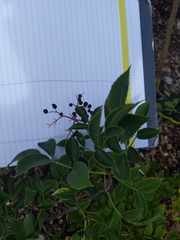 Sambucus canadensis