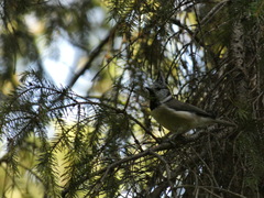 Lophophanes cristatus