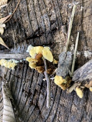 Gloeophyllum sepiarium