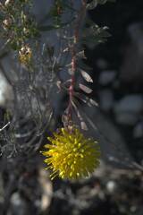 Leucospermum prostratum