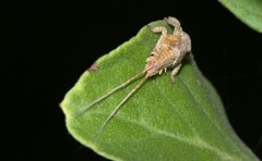 Pterygota