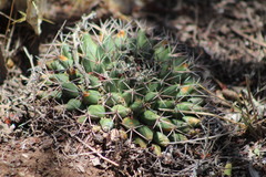 Mammillaria meiacantha
