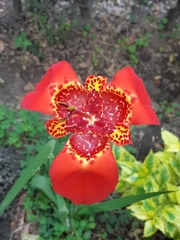 Tigridia pavonia